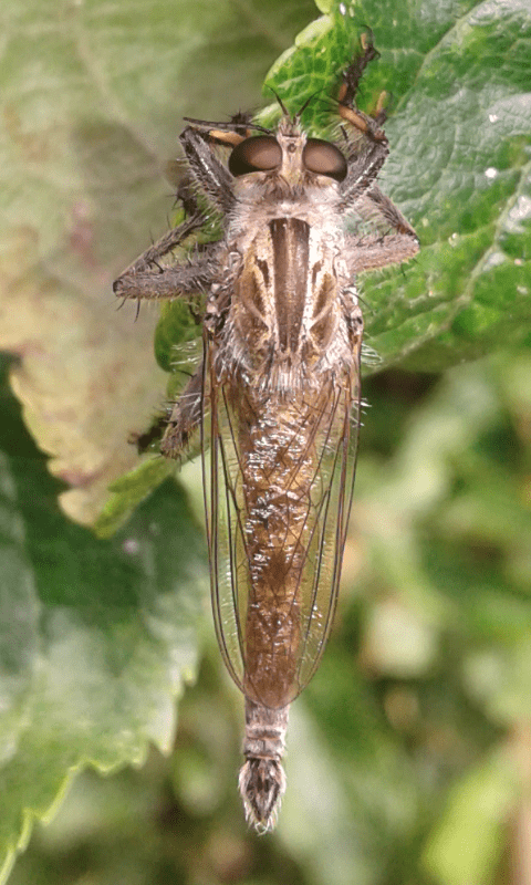 Asilidae Asilinae Asilini sp.